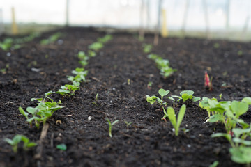 Seedlings in greenhouse