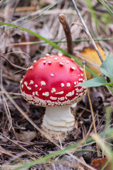 single mushroom in the forest close up view