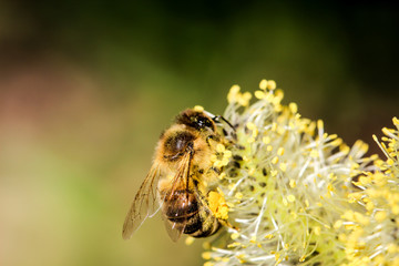 Biene bestäubt Weidenkätzchen, Natur, Insekten 