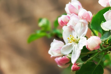 Apple blossom with pink flowers and buds. Copy space