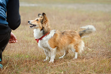 Funny little sheltie in training looks into the eyes of the owner and waiting for commands. portrait of a red dog