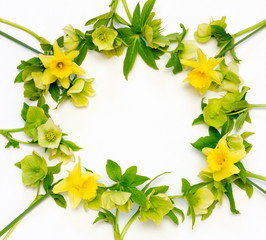 floral frame from flowers of Narcissus and hellebore white background