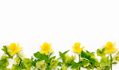 yellow flowers of Narcissus and hellebore white background with space for text