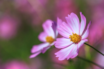 Fototapeta premium コスモスの花