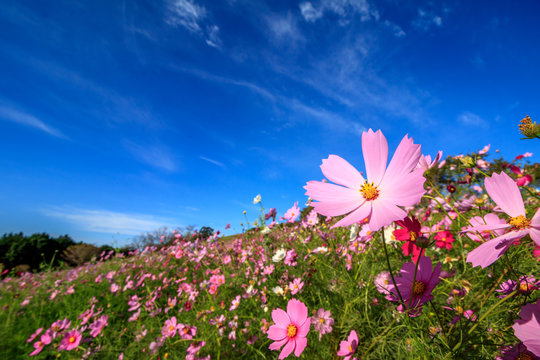 47 546 Best コスモス Images Stock Photos Vectors Adobe Stock 47 546 Best コスモス Images Stock Photos Vectors Adobe Stock