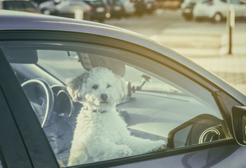 Dog left alone in car.Sad toy poodle waiting at car window