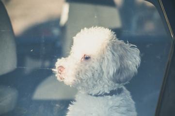 Dog left alone in car.Sad toy poodle waiting at car window