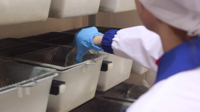 Feeding of experimental white mice in cages. Laboratory