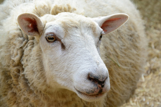 Portrait of domesticated sheep on pasture