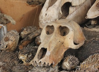 Monkey Skull, Voodoo paraphernalia, Akodessawa Fetish Market, Lomé, Togo / This market is located in Lomé, the capital of Togo in West Africa and is is largest voodoo market in the world. 