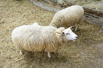 Fototapeta premium Domesticated sheep on pasture