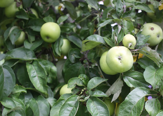 Apples on the tree