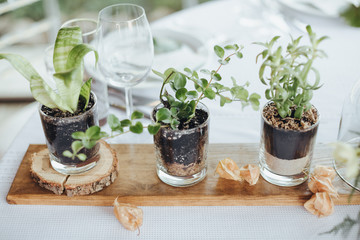 On a serving buffet table there are compositions of flowers and plants in glass and ceramic vases on wooden stands