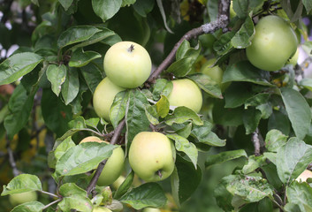 Apples on the tree