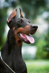 Closeup portrait of a black Doberman Pinscher with cropped ears in the Park with a chain on the neck. Funny Smile
