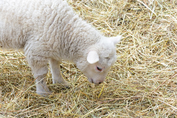 Obraz premium Small domesticated lamb on pasture