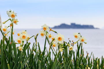 水仙の花畑