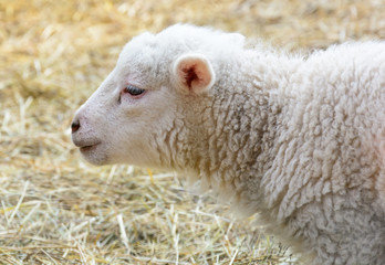 Naklejka na ściany i meble Small domesticated lamb on pasture
