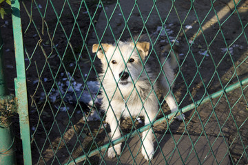 Dog mongrel behind the fence