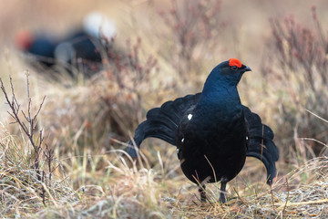 Lekking black grouse, one standing in front and one soft in the background. Early morning in early April. Springtime