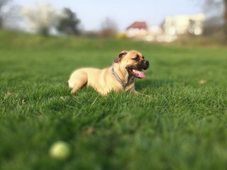 Bullmastiff