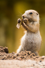 Ein fressender Pr&auml;riehund
