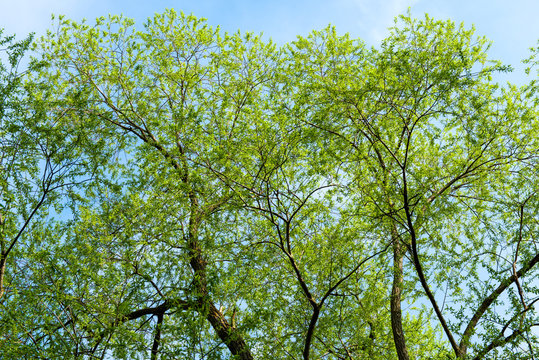 Young tree foliage in early spring