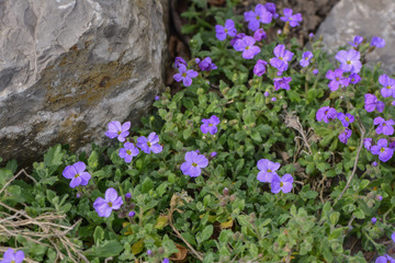 Blaukissen