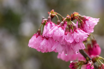 桜の花