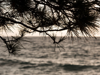 Pine tree silhouette at sunset