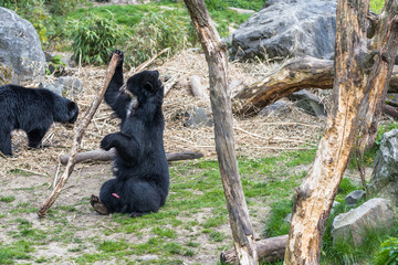Bear cubs playing and fighting standing up on 2 legs