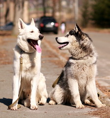 A white swiss shepherd and a husky happy to see each other and have wonderful time outdoors