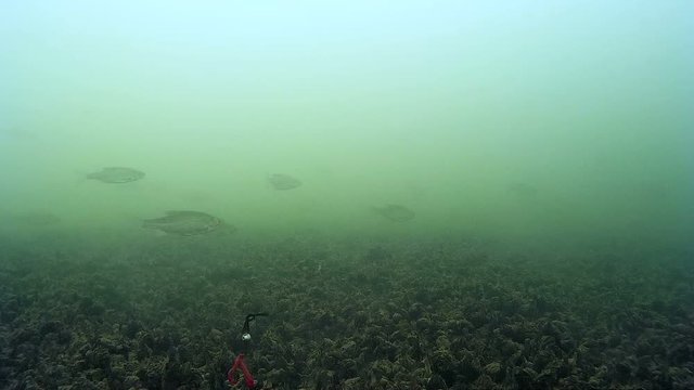 Fishing video under water, bait and hook, why the fish are not caught
