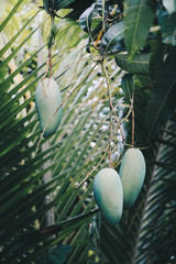 Fototapeta na wymiar Mango on Tree in Garden