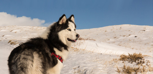 husky siberiano in montagna su neve