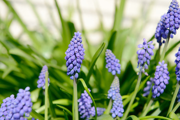 blue grape hyacinths in the nature