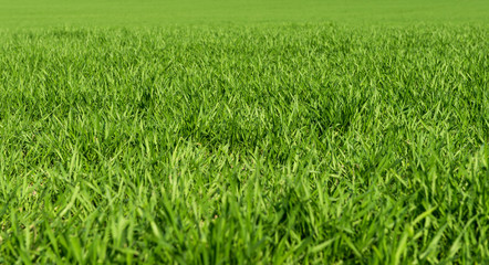 Field with winter wheat in early spring