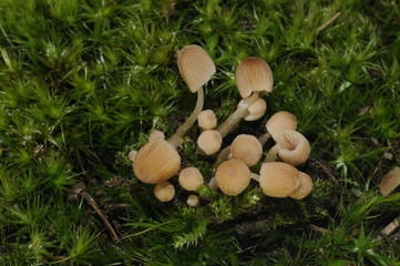 Coprinellus disseminatus (formerly Coprinus disseminatus), commonly known as fairy inkcap, or...