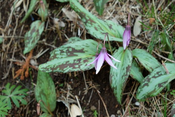 カタクリ　花