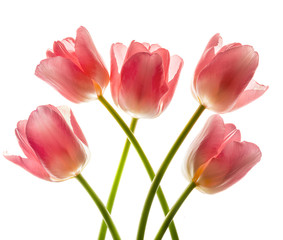 Fototapeta premium Bouquet of pink tulips in bright backlight.