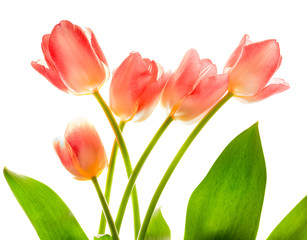 Bouquet of pink tulips in bright backlight.