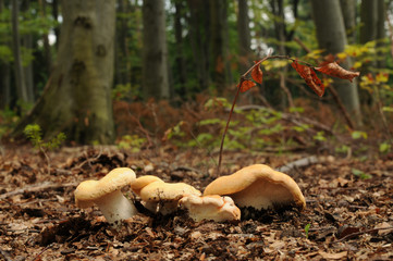 Hydnum repandum, commonly known as the sweet tooth, wood hedgehog or hedgehog mushroom