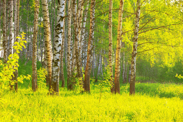 summer in sunny birch forest