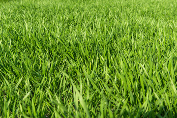 Field with winter wheat in early spring