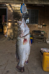 Caught big fish lies in a fishing boat, Niger River, Niger
