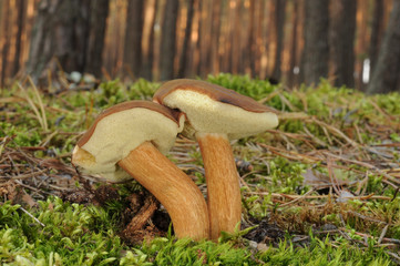 Boletus badius (commonly known as the bay bolete) growing in the forest