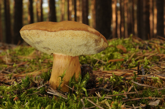 Boletus badius (commonly known as the bay bolete) growing in the forest