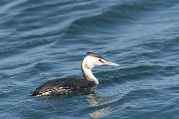 カンムリカイツブリ冬羽(Great Crested Grebe)