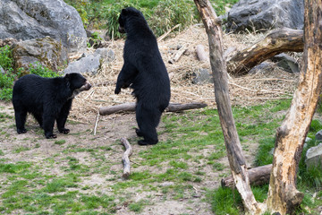 Bear cubs playing and fighting standing up on 2 legs