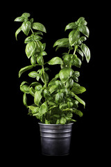 Basil in a pot with black background